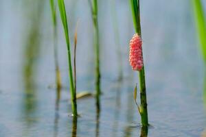 Golden apple snail eggs on rice tree photo