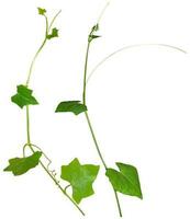 Vine Plant leaves tropic, bush foliage tree isolated on white background have clipping path photo