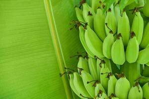 Green banana on Green leaves banana background photo