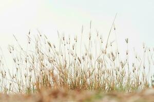 flower field, meadow wild vintage dandelion in summer nature morning grass beauty garden light photo