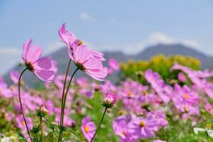 Pink cosmos flower with blue sky and cloud background photo