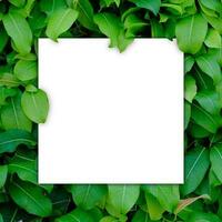 White paper blank on green leaf bush photo