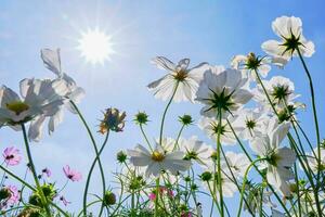 blanco y rosado cosmos flor con azul cielo y nube antecedentes foto