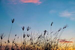 Grass flower in sunset landscape photo