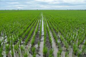 Rice field green landscape, agriculture farm, Nature beautiful outdoor Asia countryside food farming in Thailand photo