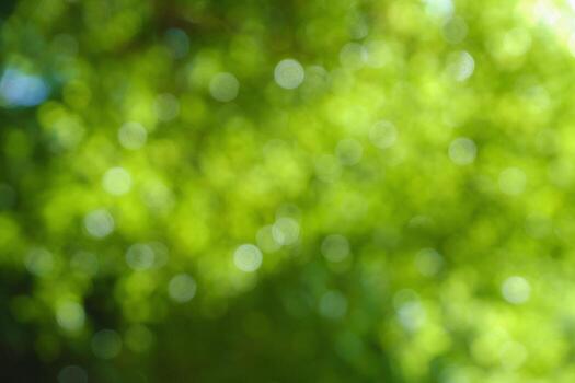 bokeh background of tree leaves photo
