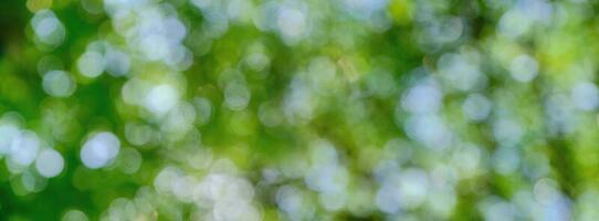 Green leaf bokeh pattern background for design photo