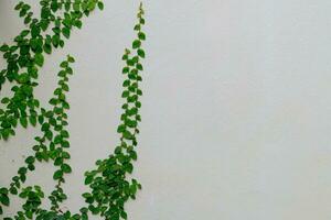 Ivy on a concrete wall photo