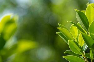 hojas verdes, follaje naturaleza primavera fondo en blanco para el diseño foto