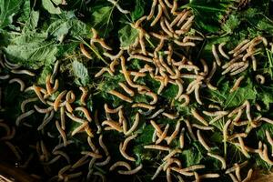 Silkworms eating mulberry leaves on bamboo wooden threshing basket photo