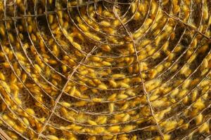 Silkworms cocoon that get warm sunlight in the morning. photo