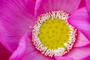 Pink lotus flower spa background photo