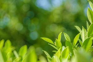 hojas verdes, follaje naturaleza primavera fondo en blanco para el diseño foto