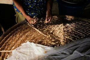 Silkworms that get warm sunlight in the morning. photo