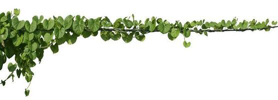 vine plant jungle, climbing isolated on white background. Clipping path photo