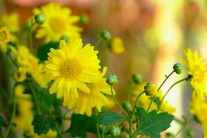 Chrysanthemum yellow flower in autumn photo