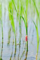 Golden apple snail eggs on rice tree photo