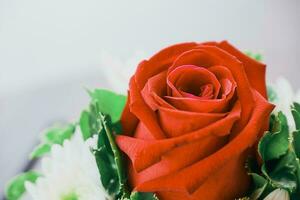 Red rose flower on white background photo