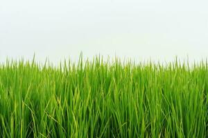 Grass green nature on white background photo