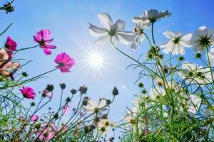 White and Pink cosmos flower with blue sky and cloud background photo