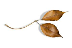 Dry leaves dead in winter isolated on white background. Clipping path photo