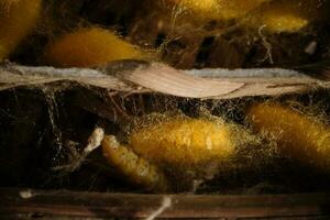 Silkworms cocoon that get warm sunlight in the morning. photo