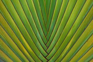 Nature surface background leaf green plant texture greenery spring photo