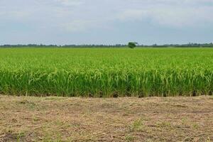 Rice field green landscape, agriculture farm, Nature beautiful outdoor Asia countryside food farming in Thailand photo