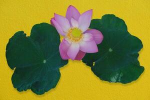 Lotus flower pink and green lotus leaves against gold wall background. Have clipping path photo