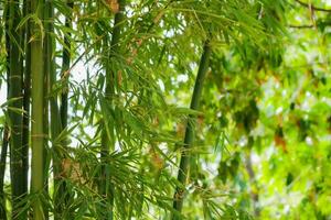 bambú árbol parque al aire libre naturaleza foto