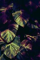 Monstera leaf dark pink jungle background photo