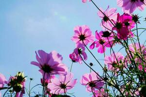 Pink cosmos flower with blue sky and cloud background photo