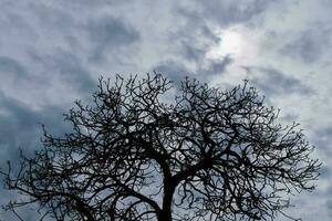 Halloween tree Silhouette black nature horror against dark cloud background photo