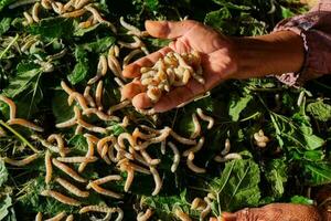 Silkworms eating mulberry leaves on bamboo wooden threshing basket photo