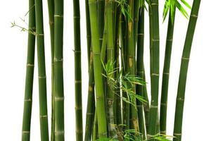 bambú aislado sobre fondo blanco. trazado de recorte foto