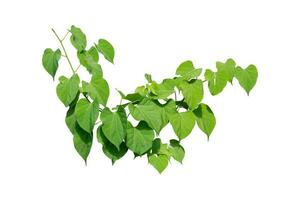 Vine Plant leaves tropic, bush foliage tree isolated on white background have clipping path photo