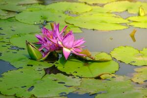 beautiful lotus flower in nature outdoor photo
