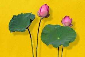 loto flor rosado y verde loto hojas en contra oro pared antecedentes. tener recorte camino foto