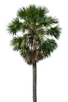sugar palm tree isolated on white background. Clipping path photo