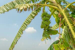 Banana fruit in outdoor garden photo