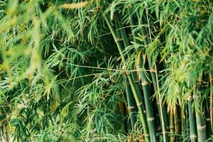 Bamboo forest nature park. Garden natural background. photo