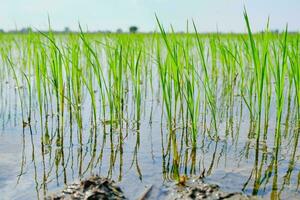 Rice field green landscape, agriculture farm, Nature beautiful outdoor Asia countryside food farming in Thailand photo