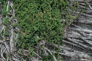 Vine hanging on root tree photo