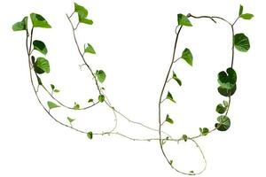 Green leaves Vine isolated, ivy jungle creeper tropical against white background. Have clipping path photo