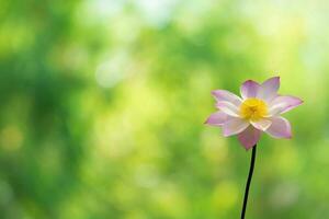 Lotus Pink on bokeh background of tree leaves photo