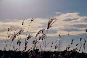 Grass flower in sunset landscape photo