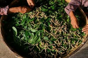 Silkworms eating mulberry leaves on bamboo wooden threshing basket photo