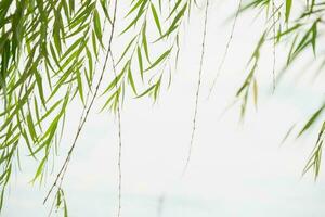 Tropical leaves eucalyptus spring grow aromatic. Foliage bokeh background photo