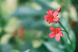 Red flower in green backdrop photo