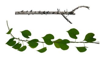 Green leaves Vine isolated, ivy jungle creeper tropical against white background. Have clipping path photo